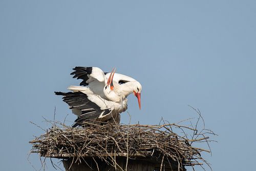 Ooievaars, begroeting na het weerzien na de trek