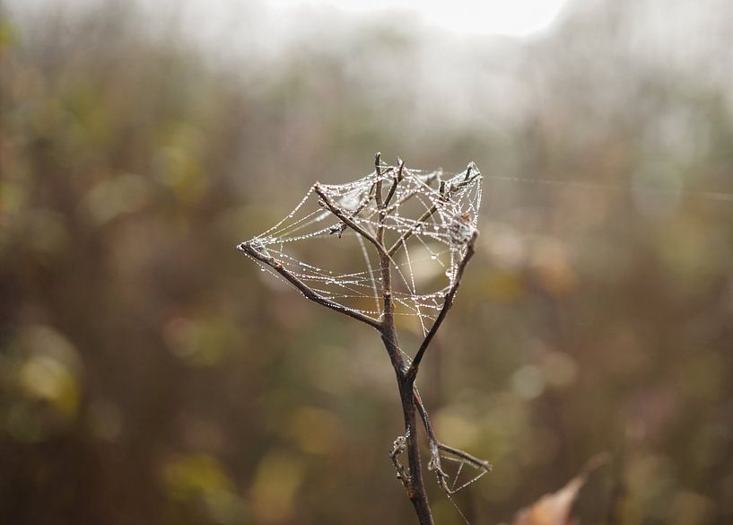 Spinnenweb met druppeltjes verweven in een takje van Anne van de Beek