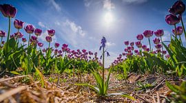 Lonely, but not alone. by Patrick Hartog
