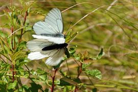 mating butterflies by wil spijker
