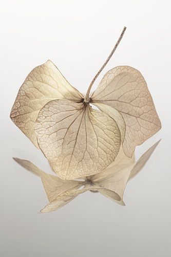 Stilleven in natuurlijke landelijke kleuren: Hortensiablaadjes