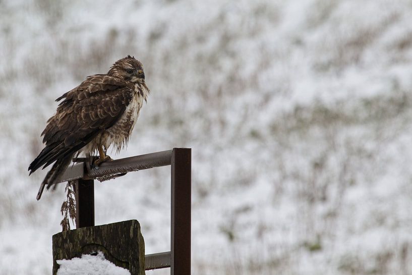 Buzzard in the snow by Anjo ten Kate