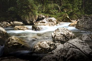 Betoverd bos van K. Engelhardt Photography