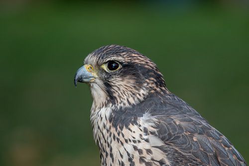 Peregrine falcon in Silence