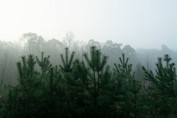 Un paysage brumeux avec un soupçon de verdure