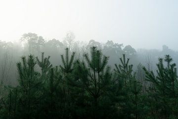 Un paysage brumeux avec un soupçon de verdure sur Anniek Snoeijs
