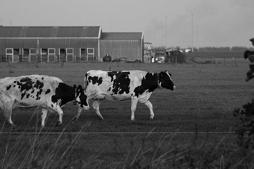 Black & White by André Hamerpagt