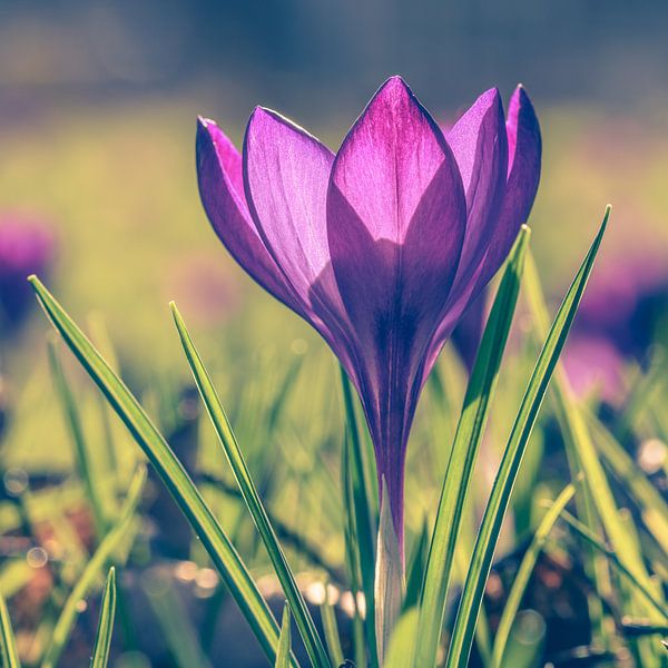 Crocus violet dans l'herbe par Jolanda Aalbers