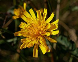 Habichtskraut von Wim vd Neut