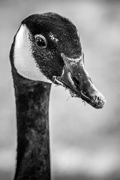 Portret van een Canadese gans van Fotografie Jeronimo