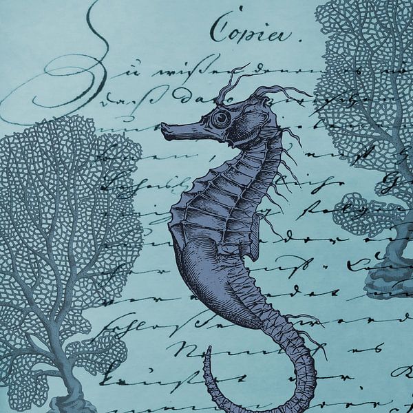 The seahorse by christine b-b müller