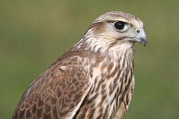 Sakervalk (Falco cherrug) van Ronald Pol