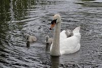 Moederliefde voor haar babies