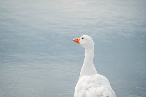 Gans Staand in Stilte met Blauwe Waterachtergrond