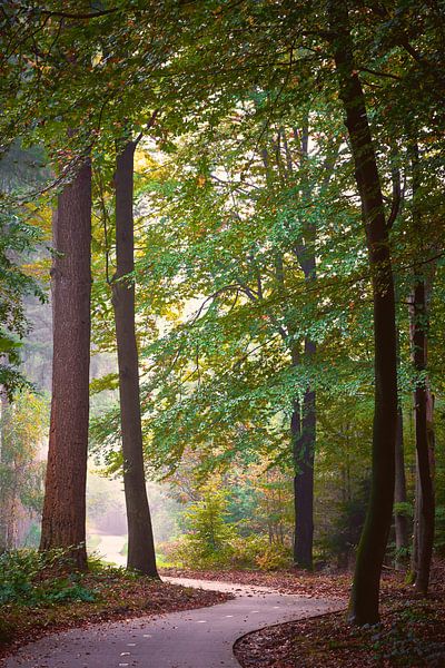 Fietspad door het mistige Veluwse herfstbos van Jenco van Zalk