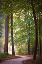 Fietspad door het mistige Veluwse herfstbos van Jenco van Zalk thumbnail