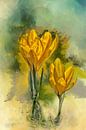 Krokussen in bloei van Harry Stok thumbnail