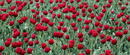Rood Tulpenveld in de Bollenstreek, ook te zien in de Keukenhof