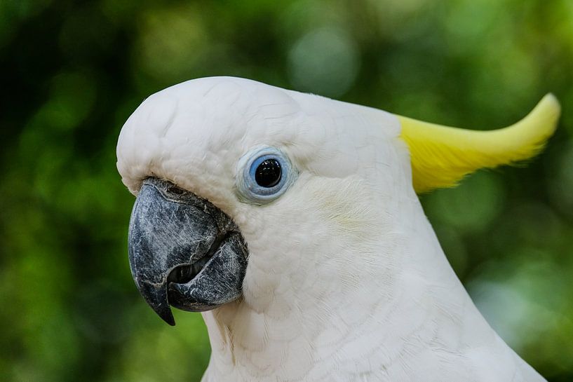 De Witte Kaketoe #1 van pixxelmixx