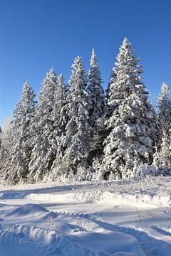 Met sneeuw bedekte naaldbomen na de storm van Claude Laprise