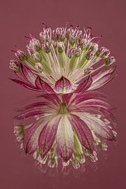 Spiegelung eines rosa Zeeland-Knopfes von Marjolijn van den Berg