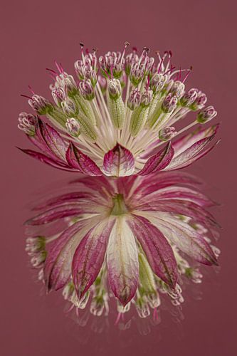 Spiegeling van een roze Zeeuws knoopje