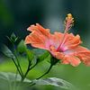 Hibiscus in de zomer (Hibiscus rosa-sinensis) van Flower and Art