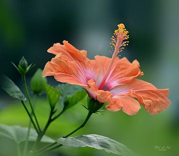 Hibiscus in de zomer (Hibiscus rosa-sinensis) van Flower and Art