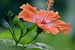Hibiscus in de zomer (Hibiscus rosa-sinensis) van Flower and Art