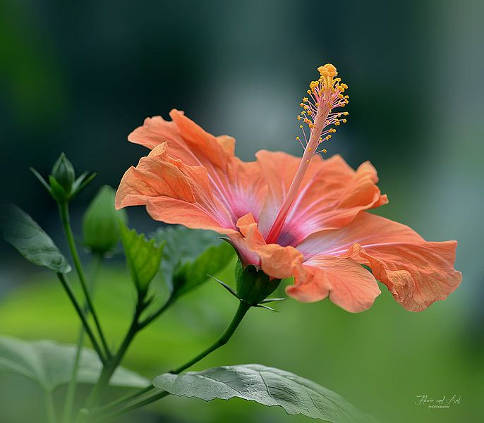 Hibiskus im Sommer (Hibiskus rosa-sinensis) von Flower and Art
