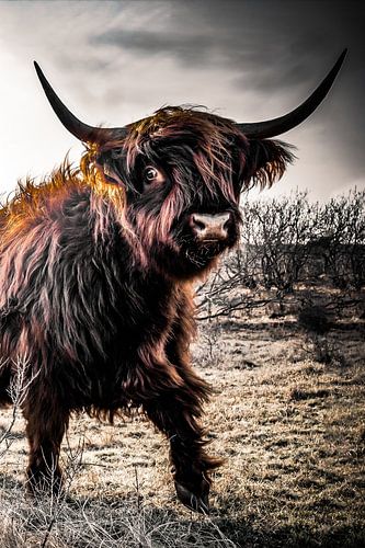 Schotse Hooglander Woest