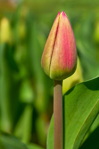 Tulpenknospen vor grünem Hintergrund von eric van der eijk