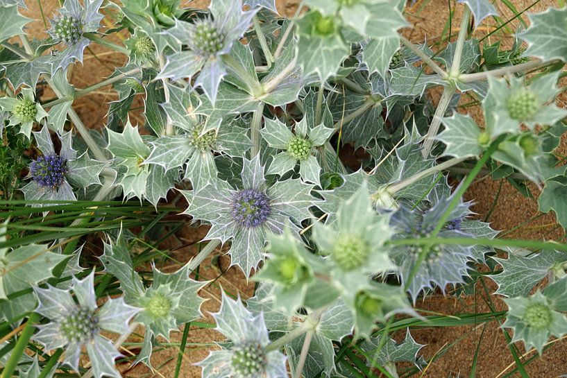 Blue Thistle at Murder Hole Beach- Boyeghether Bay. by Babetts Bildergalerie
