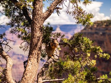 Een eekhoorn in de Grand Canyon van Marloes Bakuwel