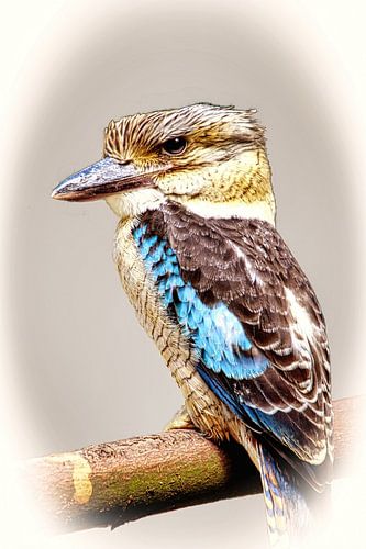 Kookaburra