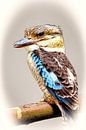 Kookaburra van Eduard Lamping thumbnail