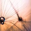 Twee druppels op pluis van Paardenbloem van Mark Scheper