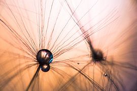 Drops on Dandelion by Mark Scheper