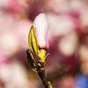 Magnolienknospe von Danny Tchi Photography