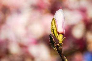 Bourgeon de magnolia sur Danny Tchi Photography
