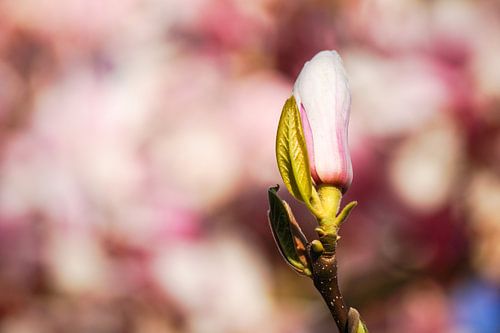 Magnolienknospe