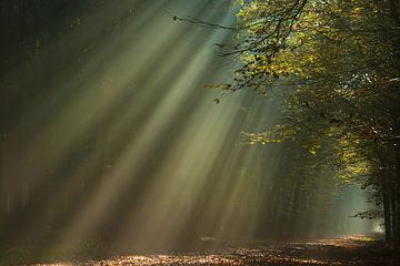 Rayons de soleil dans une forêt d'automne sur Klaas Kanis