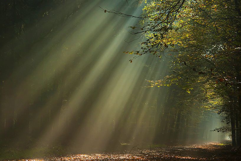 Sunbeams in autumn forest by Klaas Kanis