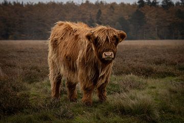 Adorable Scottish highlander adolescent looks curiously into the lens by KB Design & Photography (Karen Brouwer)