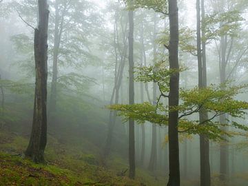 Mystischer Buchenwald im Mittelgebirge von Anselm Ziegler Photography