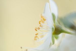 Macro-fleur de prunier