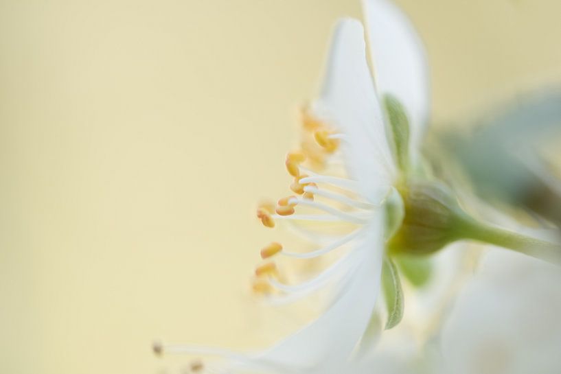 Macro plum blossom by Moetwil en van Dijk - Fotografie