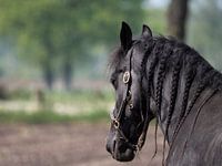 Friesian horse