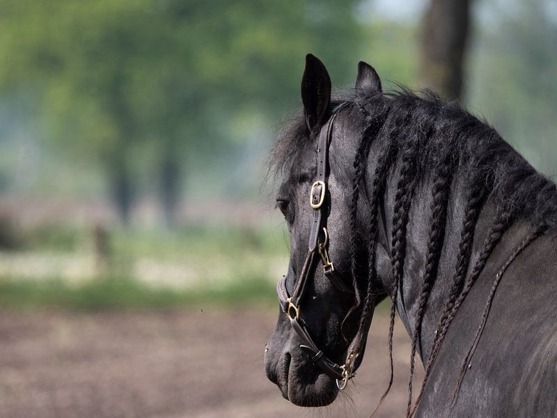 Friesian horse by Fons van Noorden