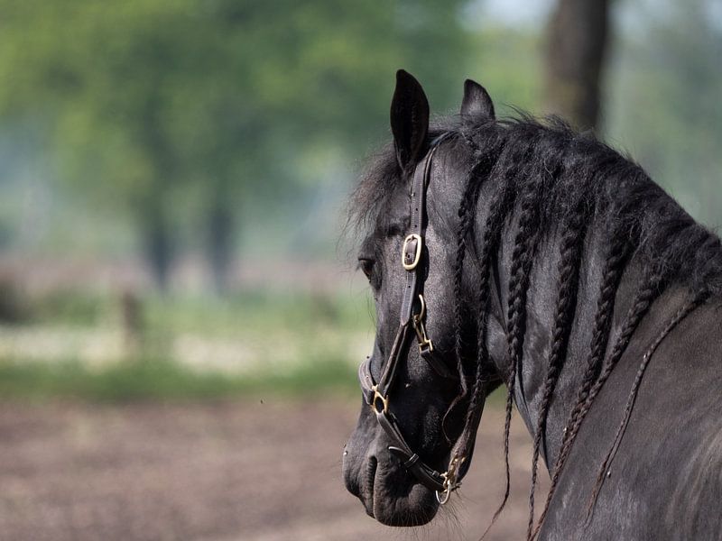 Cheval Frison Par L Artiste Fons Van Noorden